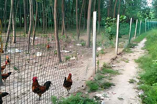 Welded Wire Mesh Panels for Animal Enclosures